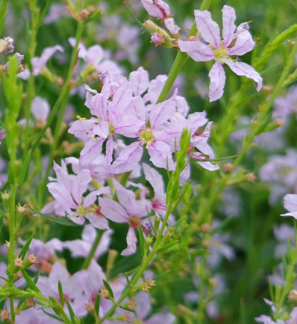 Lythrum Virgatum Joy Kwekerij Margriet