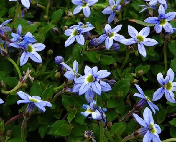 Isotoma fluviatilis Dark Blue