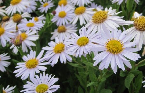 Kalimeris incisa Madiva