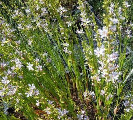 Lythrum virgatum Sunfield Beauty