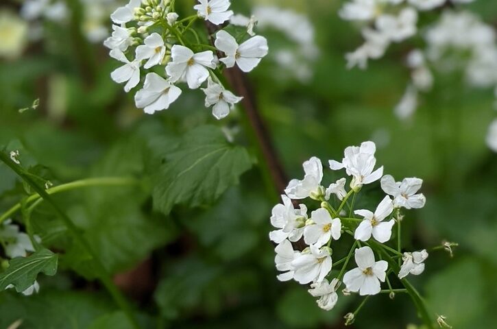 Pachyphragma macrophyllum