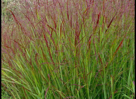 Panicum Shenandoah