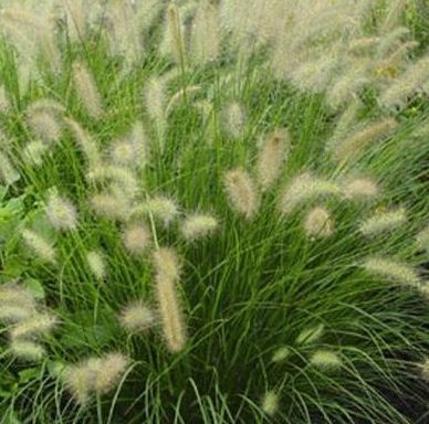 Pennisetum alopecuroides Hameln