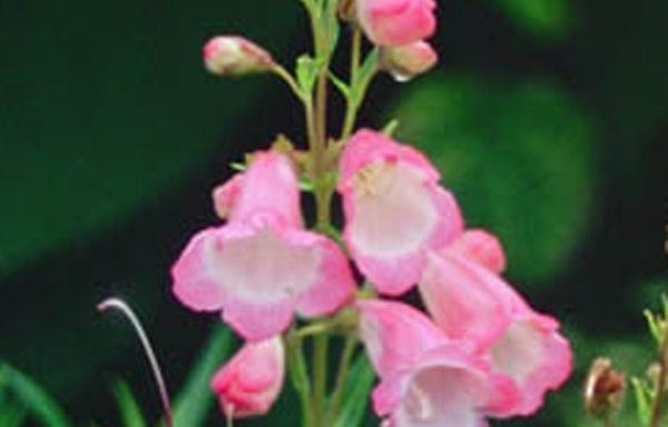 Penstemon Apple Blossom