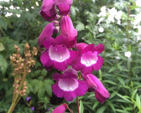 Penstemon Purple Passion