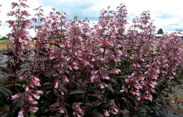 Penstemon digitalis Dark Towers