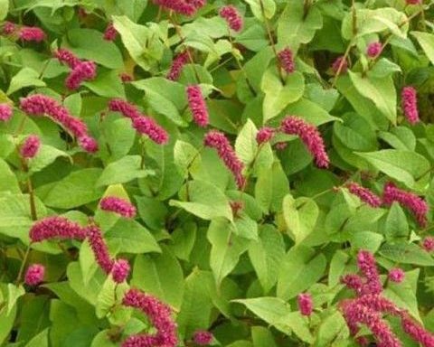 Persicaria ampl. Pendula