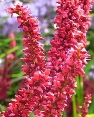 Persicaria amplexicaulis Dikke Floskes