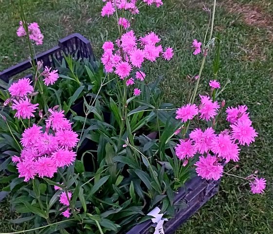 Lychnis Petite Jenny