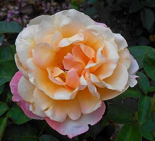 Rosa Apricot Queen Elizabeth