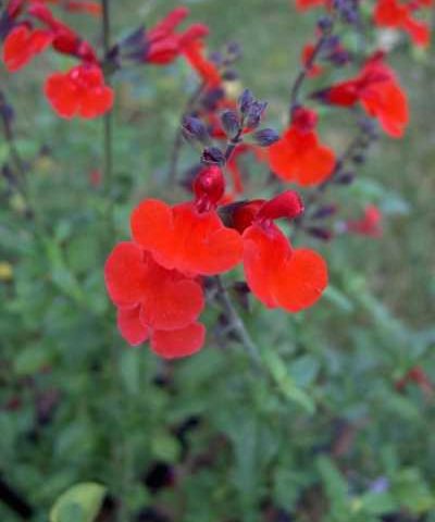 Salvia microphylla “Royal Bumble”