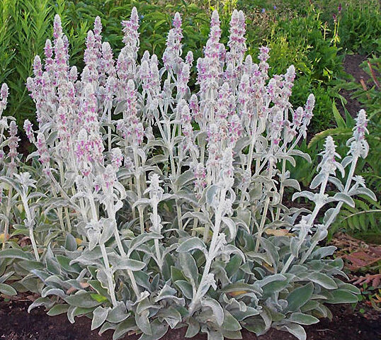 Stachys byzantina