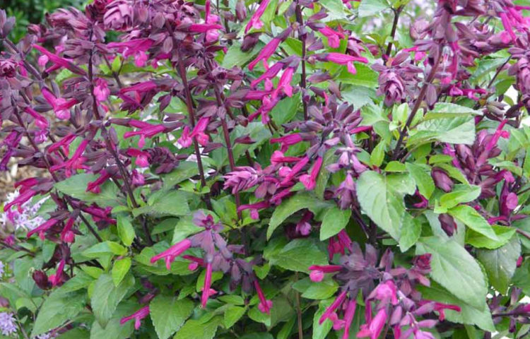 Salvia Love and Wishes