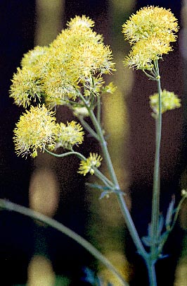 Thalictrum flavum ssp.glaucum