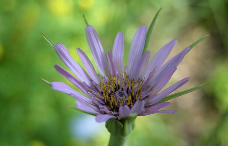 Tragopogon porrifolius