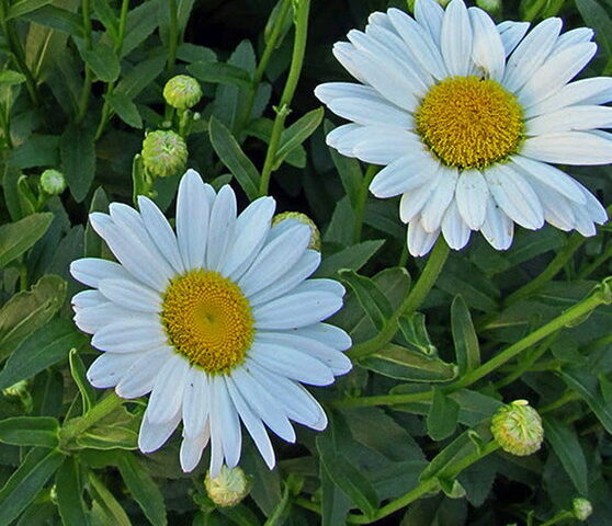 Leucanthemum Becky
