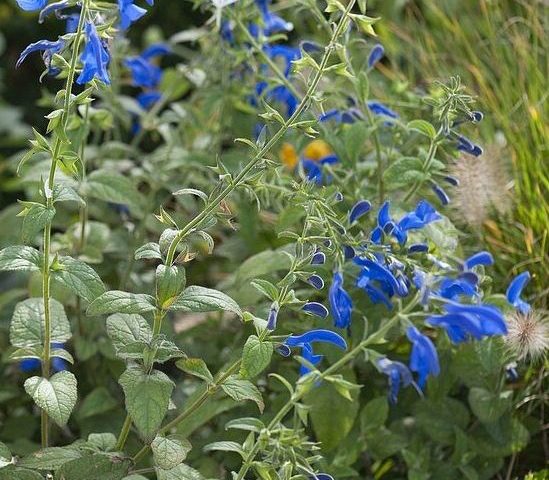 Eenjarig: Salvia patens Oceana Blue