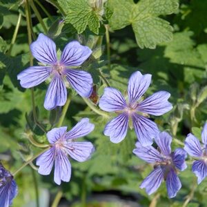 Geranium renardii Stephanie