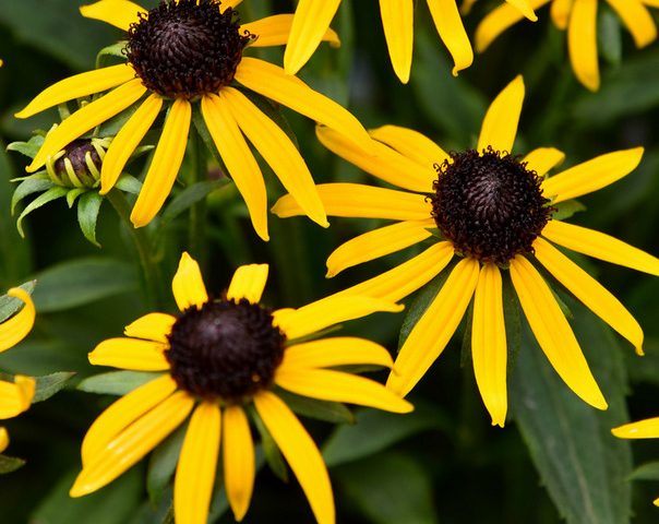 Rucbeckia fulgida Sun Ka Ching