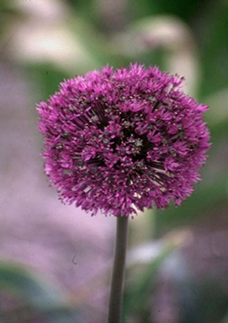 Bollen nazomer 2025 ( bloei winter/voorjaar 2026)