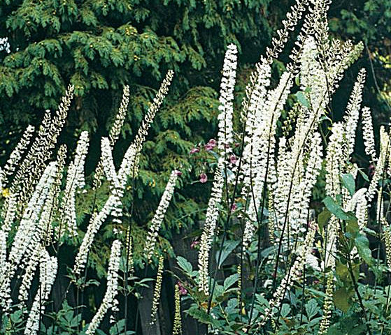 Actaea  (Cimicifuga) racemosa var. cordifolia