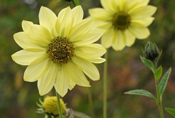 Helianthus giganteus Sheila’s Sunshine