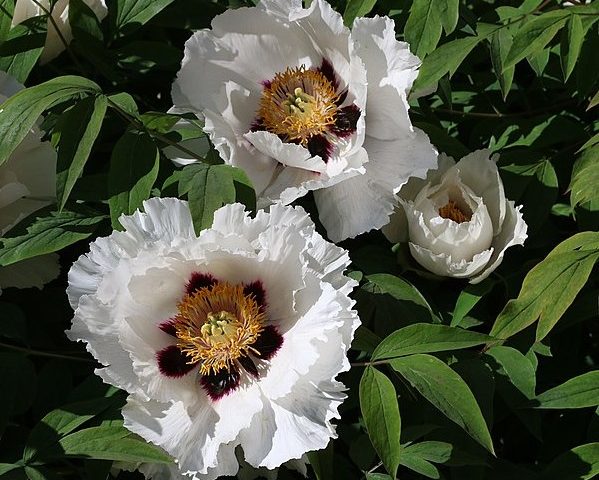 Paeonia rockii (zaailing)