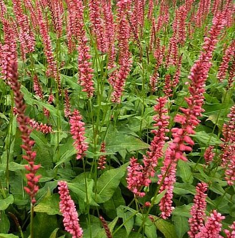 Persicaria amplexicaulis Orangofield