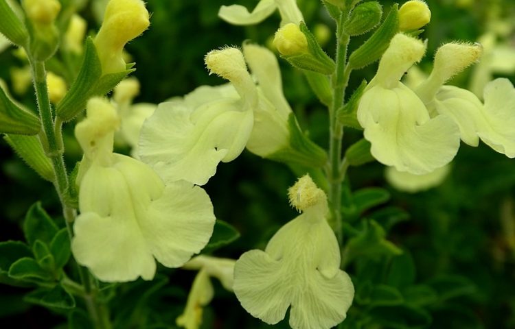Salvia Lemon Light