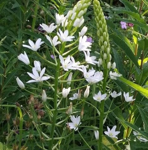 Ornithogalum ponticum Sochi