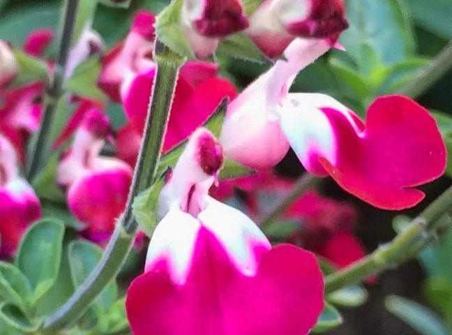 Salvia Pink Lips  (Jeremy)