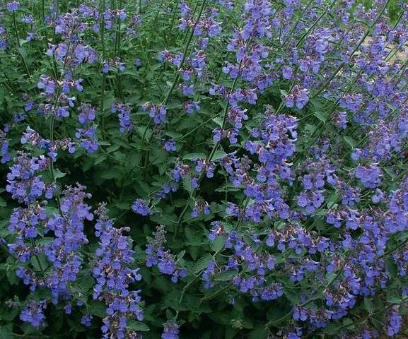 Nepeta faassenii Six Hills Giant