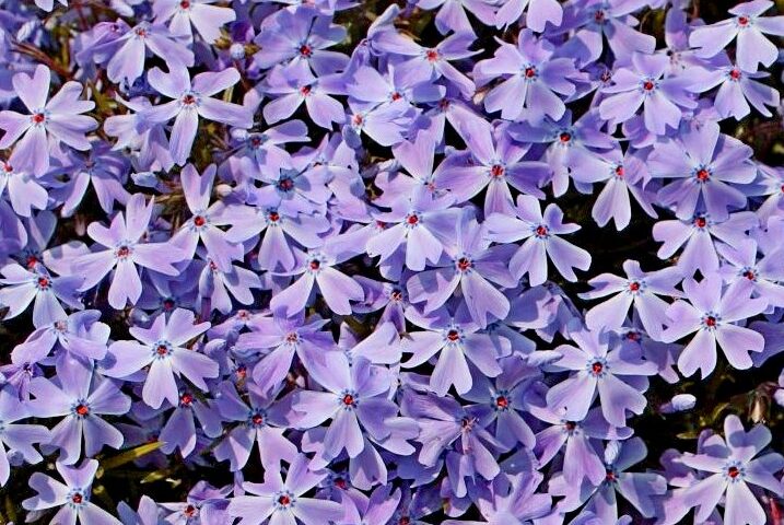 Phlox subulata Emerald Cushion Blue