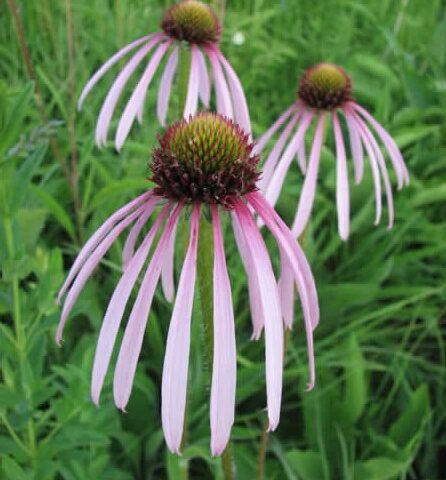 Echinacea pallida Hula Dancer