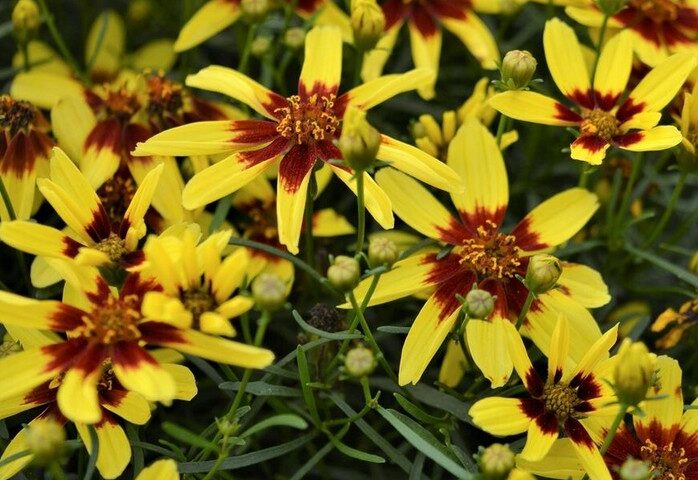 Coreopsis Firefly