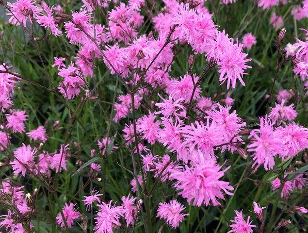 Lychnis Jenny