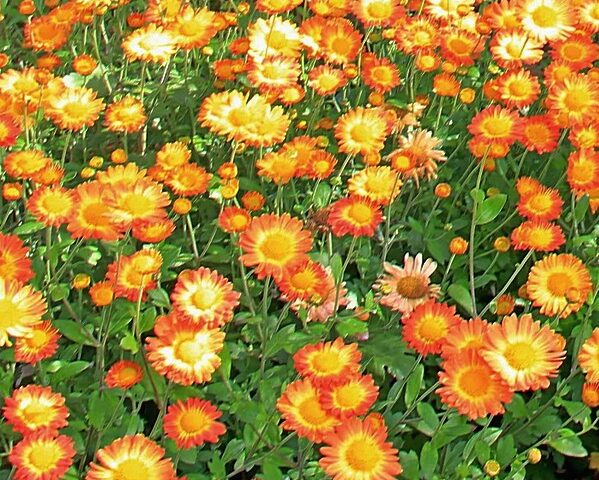 Chrysanthemum Dernier Soleil