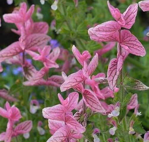 Eenjarig: Salvia horminum Pink Sundae