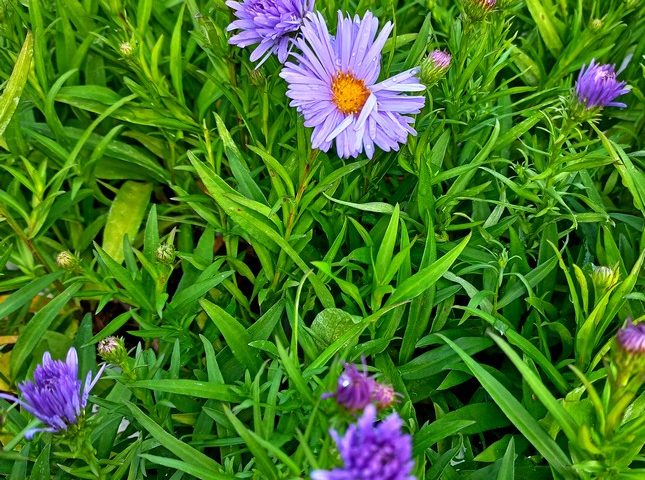 Aster dumosus Mittelmeer