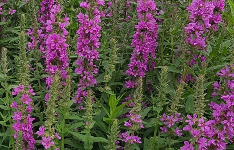 Lythrum Dropmore Purple