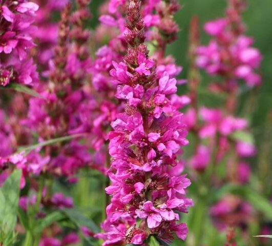 Lythrum salicaria Robert