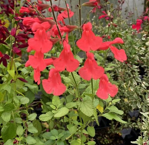 Salvia Silke’s Dream