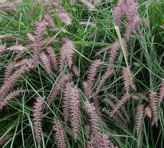 Pennisetum orientale Karley Rose
