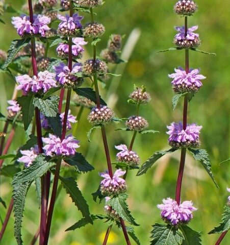 Phlomis tuberosa Prima Donna