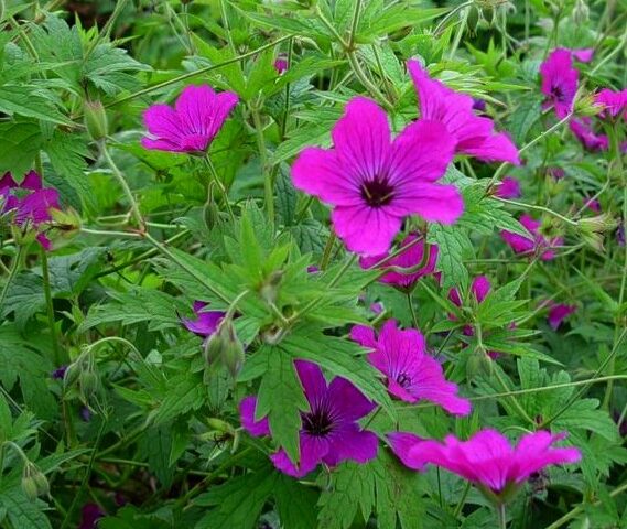 Geranium psilostemon Red Admiral