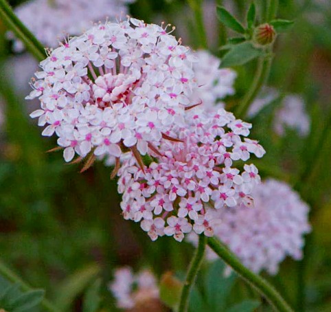 Eenjarig: Didiscus caeruleus Lace Pink