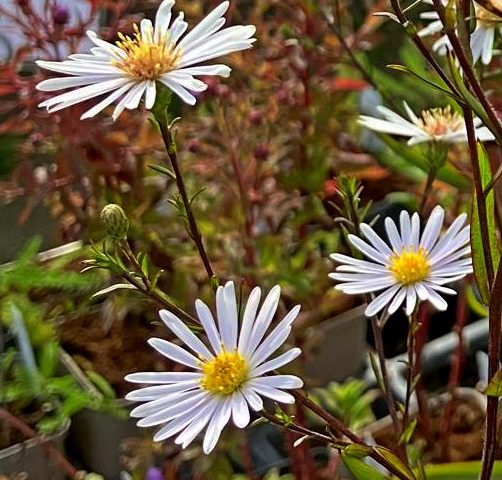 Aster Frozen Fingers