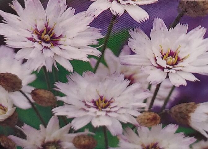 Catanache caerulea Alba
