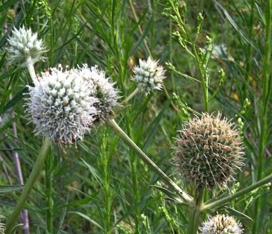Eryngium yuccifolium