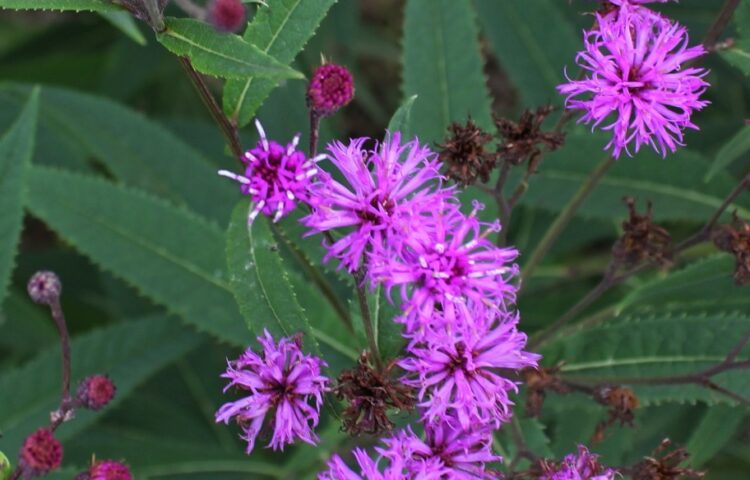 Vernonia crinita JS Betty Blindeman
